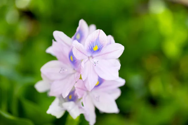 Květina Brazilské Vody Hyacinth Close — Stock fotografie