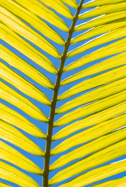 Piękne Tło Liści Palmowych Zbliżenie — Zdjęcie stockowe