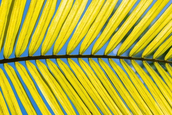 Palmiye Yaprağının Güzel Arkaplanı — Stok fotoğraf