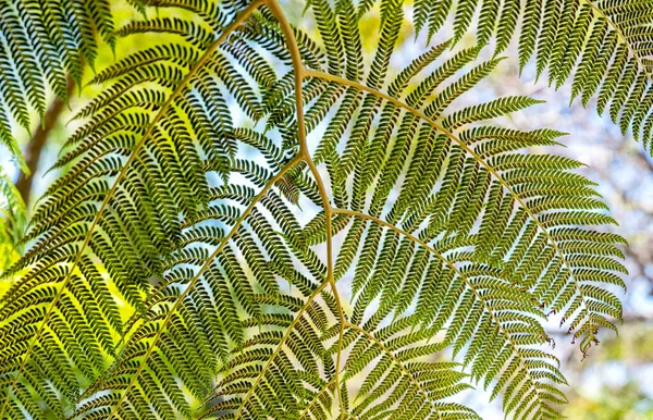 Beautiful Background Fern Leaves Close — Stock Photo, Image