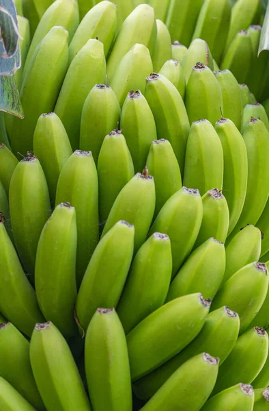 stock image bunch of green bananas close up