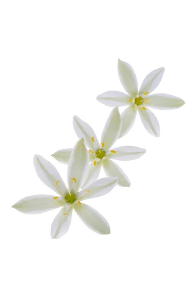 Квітка Орнітогель Ізольовані Білому Тлі — стокове фото