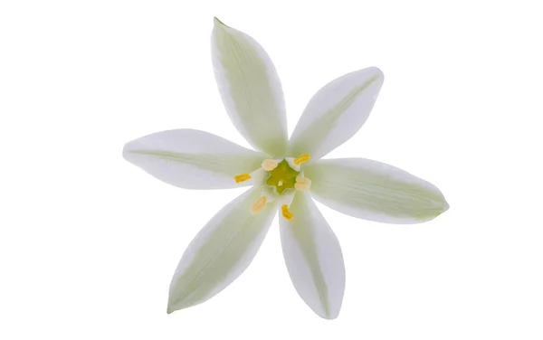Flower Ornithogalum Isolated White Background — Stock Photo, Image