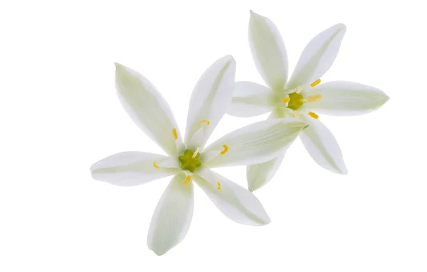 Квітка Орнітогель Ізольовані Білому Тлі — стокове фото
