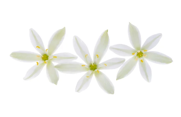 Λουλούδι Ornithogalum Απομονωμένο Λευκό Φόντο — Φωτογραφία Αρχείου