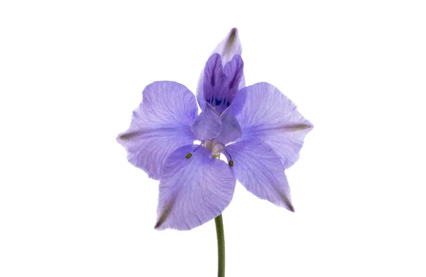 Fleur Delphinium Vivace Isolée Sur Fond Blanc — Photo