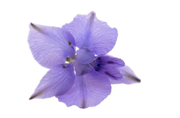 Perennial Delphinium Flower Isolated White Background — Stock Photo, Image