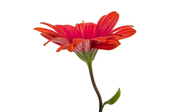 Röd Osteospermum Blomma Isolerad Vit Bakgrund — Stockfoto