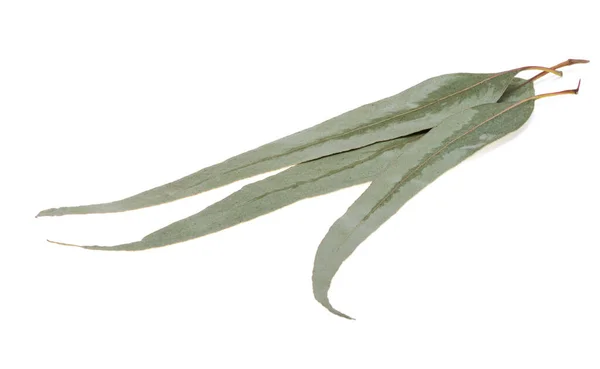 Eukalyptusblatt Isoliert Auf Weißem Hintergrund — Stockfoto