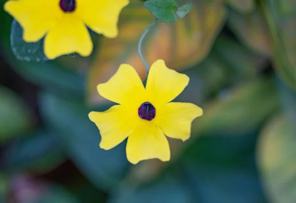 Цветок Blackeyed Susan Vine Крупным Планом Стоковое Изображение