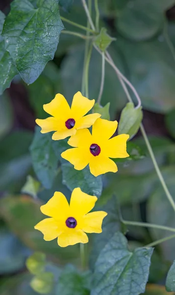 Цветок Blackeyed Susan Vine Крупным Планом Стоковое Фото