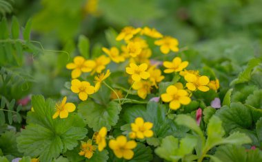 İlkbaharda çiçek tarhında açan Waldsteinia fragarioides (Appalachian çorak çileği)