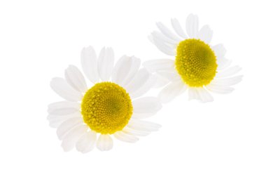 Tıbbi papatya çayı beyaz arkaplanda izole edilmiş.