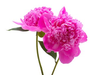 Beyaz arkaplanda izole edilmiş pembe şakayık çiçeği