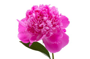 Beyaz arkaplanda izole edilmiş pembe şakayık çiçeği