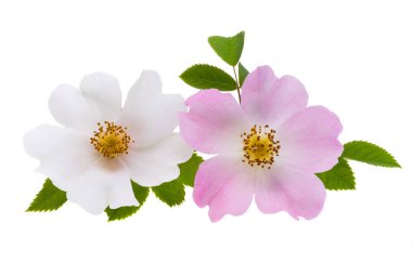 Beyaz arkaplanda izole gül çiçeği