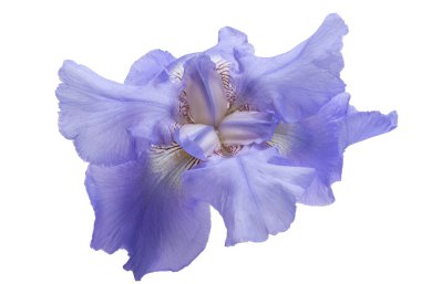 İris çiçeği beyaz arkaplanda izole edildi