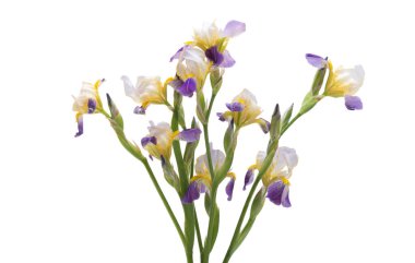 İris çiçeği beyaz arkaplanda izole edildi