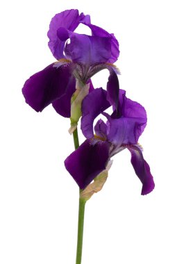 Beyaz arkaplanda leylak zambağı izole edildi