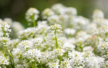 Baharın güneşli bir gününde açan iberiler