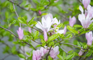 İlkbaharda çiçek açması Manolya ağacı