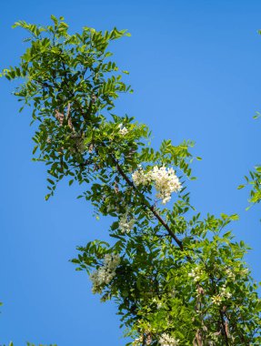 Mavi gökyüzüne karşı beyaz akasya