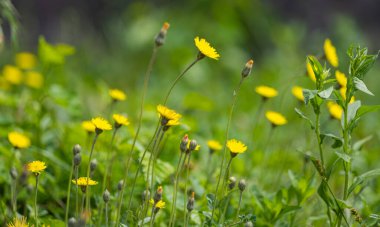 Çayırda sarı çiçekleri