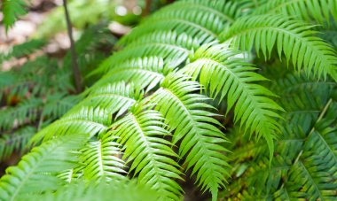 yeşil eğreltiotu yakın plan