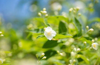 İlkbaharda çiçek tarhında yasemin çiçeği