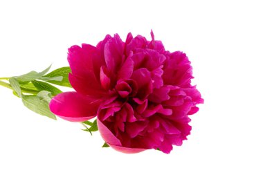 Beyaz arkaplanda kırmızı şakayık çiçeği izole