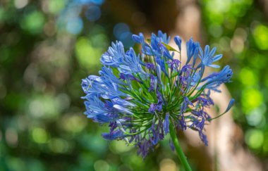 Parkta yetişen Afrikalı zambak çiçeği
