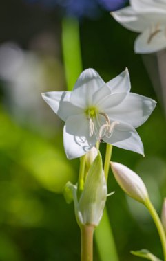 Parkta büyüyen crinum bulbispermum