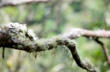Madeira 'da ağaçlarda yosun