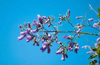 Madeira 'da Jacaranda çiçekleri açıyor