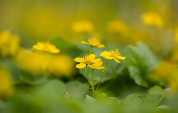 Waldsteinia Fragarioides Appalachian Barren Jordgubbe Blommar Blomsterbädd Våren — Stockfoto