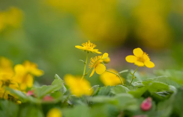 Waldsteinia Fragarioides Fraise Stérile Des Appalaches Fleurissant Dans Lit Fleurs — Photo