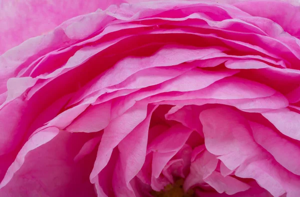 Pink Rose Flower Isolated White Background — Stock Photo, Image