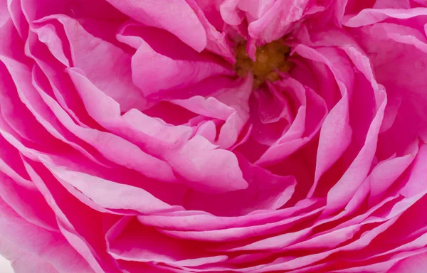 Pink Rose Flower Isolated White Background — Stock Photo, Image