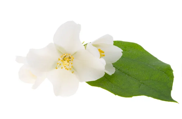 Jasminblüte Isoliert Auf Weißem Hintergrund — Stockfoto