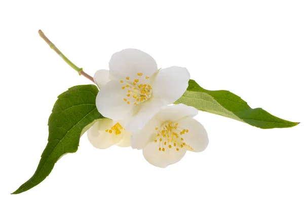 Kwiat Jaśminu Izolowany Białym Tle — Zdjęcie stockowe