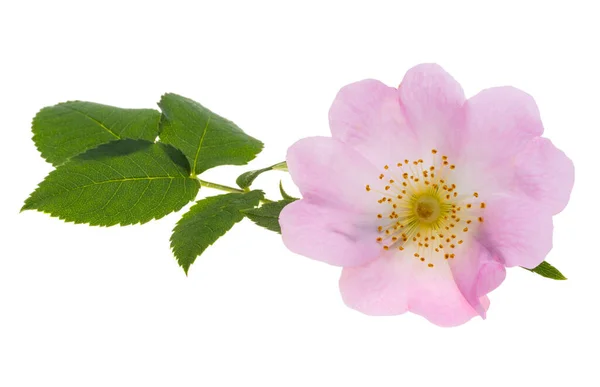 Rose Musquée Fleur Isolée Sur Fond Blanc — Photo