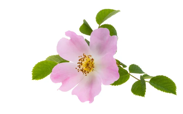 Rosehip Flower Isolated White Background — Stock Photo, Image