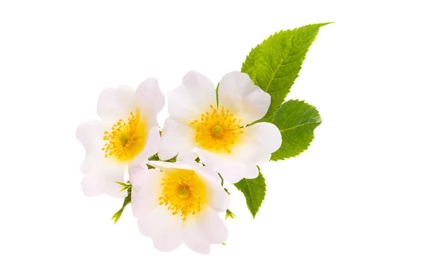 Hagebuttenblüte Isoliert Auf Weißem Hintergrund — Stockfoto