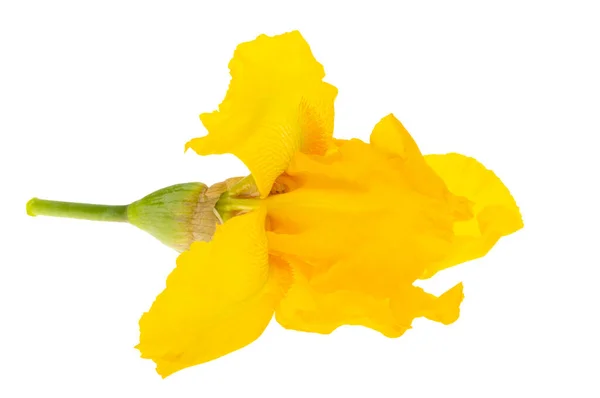 Желтая Ирис Изолированы Белом Фоне — стоковое фото