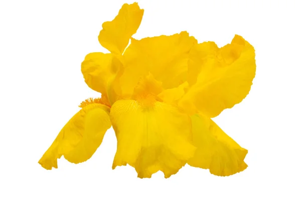 Yellow Iris Isolated White Background — Stock Photo, Image