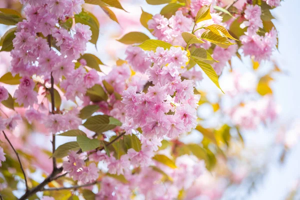 Virágzó Sakura Egy Napsütéses Tavaszi Napon — Stock Fotó