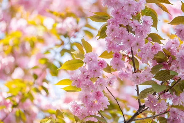 Blooming Sakura Sunny Day Spring — Stockfoto