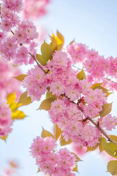 Blommande Sakura Solig Dag Våren — Stockfoto