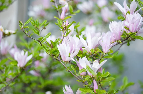Blossoming Magnolia Tree Spring — Stock Photo, Image