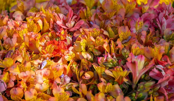 Flower Arrangements Funchal Flower Festival — Stock Photo, Image